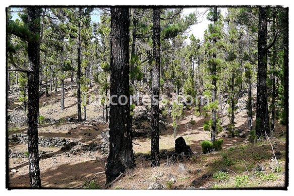 iancorless.comP1030838