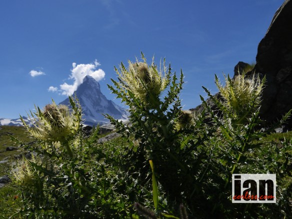 ©copyright .iancorless.com.P1000127