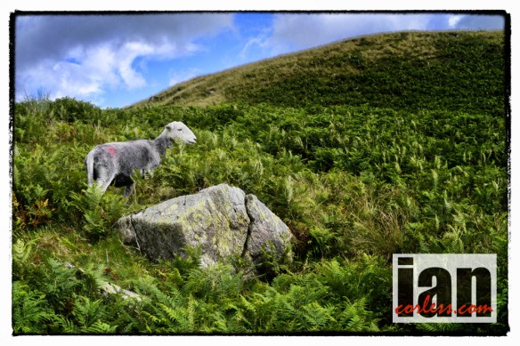 ©iancorless.com_1160529