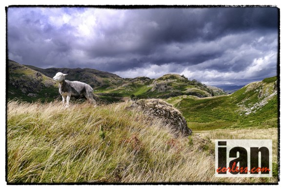 ©iancorless.com_1160537