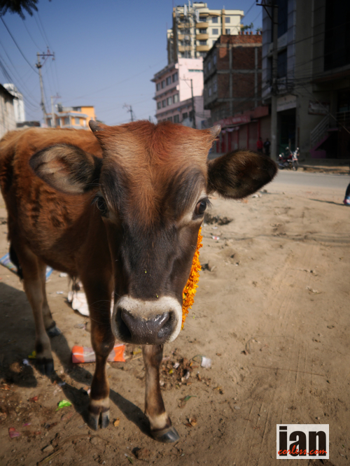 Everest Trail Race ©iancorless.com