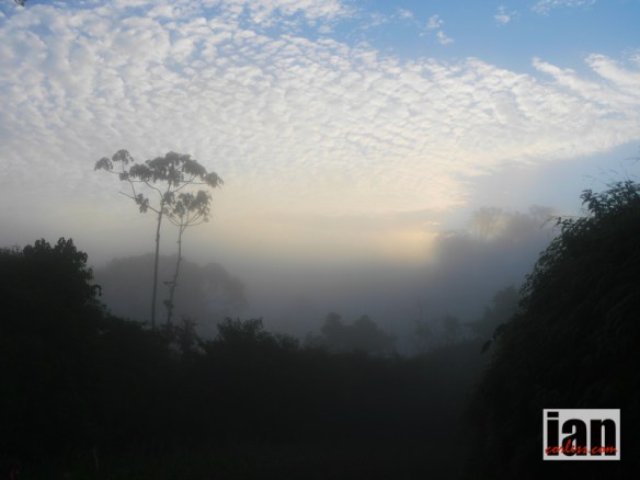 Morning in the rainforest, 6am TCC2014 ©iancorless.com