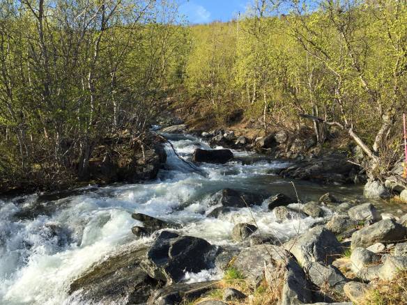 1534858_10153172746968183_2423685536288454269_o