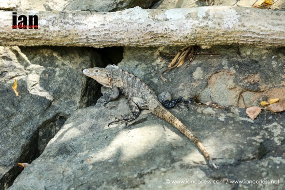 ©iancorless.com_TCC2016-2992