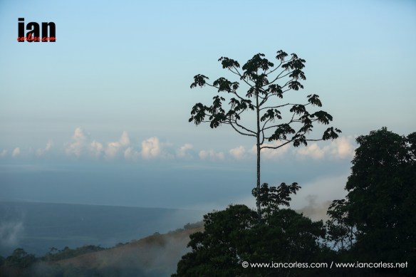 ©iancorless.com_TCC2016-3084