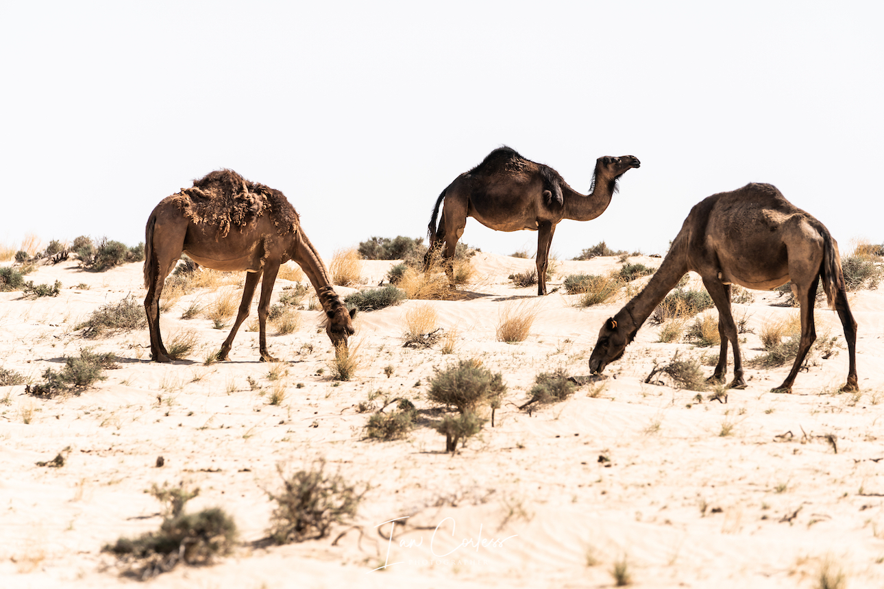 iancorless_UMED2019-203596